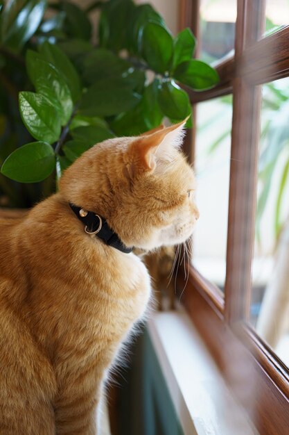 Joli chat roux assis sur la fenêtre en attente du propriétaire