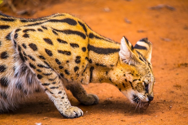 Un joli chat de la savane. Visite de l'important orphelinat de Nairobi d'animaux non protégés ou blessés. Kenya