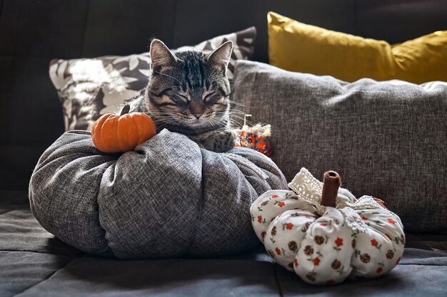 Joli chat tigré dormant sur le canapé sur un gros oreiller en forme de citrouille