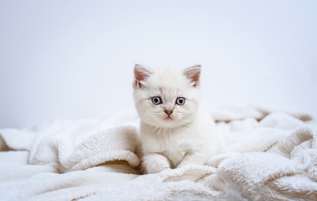 Photo joli chaton britannique allongé sur un plaid blanc
