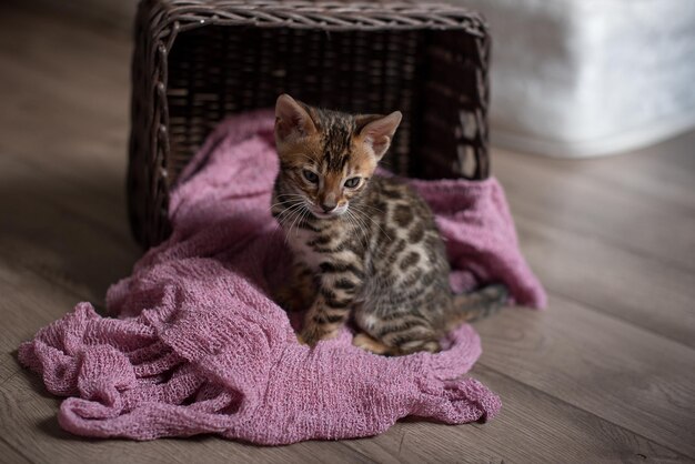 Photo un joli chaton du bengale dort dans un panier en osier sur le dos, les pattes relevées