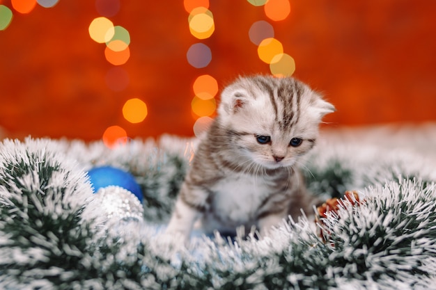 Joli chaton écossais avec fond de Noël