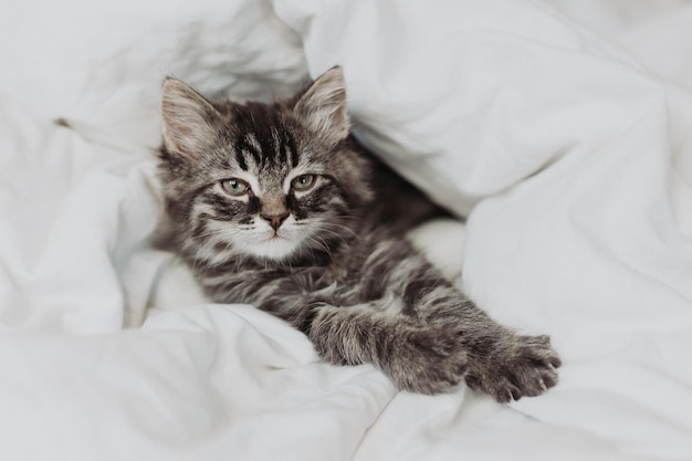 le joli chaton gris est allongé à côté d'un lit avec une literie en coton blanc. Animaux domestiques à la maison