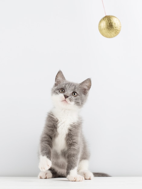 Joli chaton gris jouant avec un jouet de Noël.