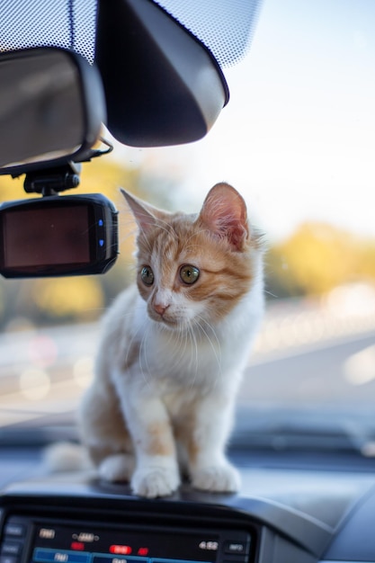 Joli Chaton Roux Sur Le Tableau De Bord Dans Le Transport En Voiture Et  Voyage Avec Des Animaux Domestiques