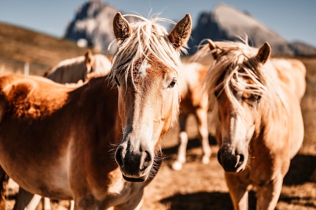 Joli cheval poilu dans une prairie d'automne dans les Alpes Dolomites Paysage d'automne alpin Alpe di Siusi Paysage naturel dans les dolomites Trentino Alto Adige