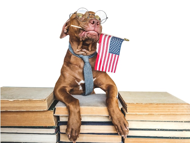 Joli chien adorable et gros plan du drapeau américain à l'intérieur