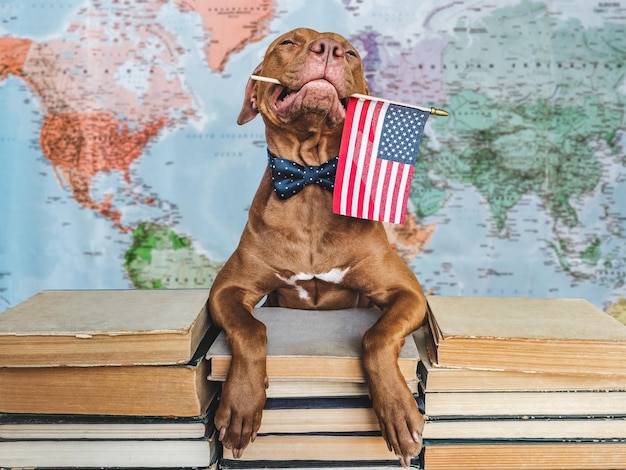 Joli chien adorable et gros plan du drapeau américain à l'intérieur