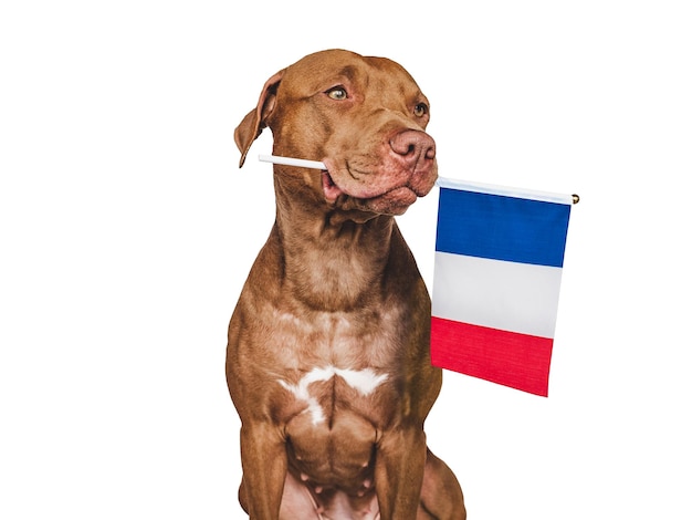 Joli chien adorable et gros plan du drapeau français