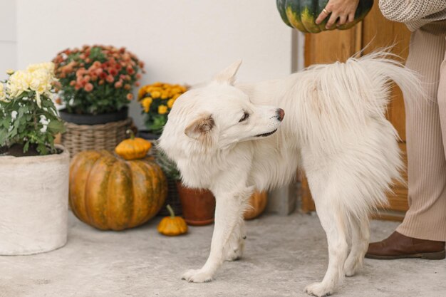 Joli chien blanc debout aux pieds du propriétaire sur le fond de l'entrée de la maison décorée de chrysanthèmes d'automne et de bruyère Le propriétaire décore le porche avec un animal de compagnie