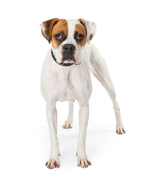 Joli chien Boxer blanc et marron