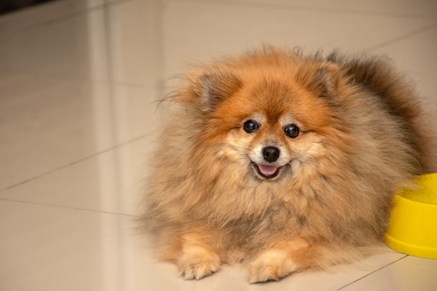 Photo joli chien brun (poméranien) au visage heureux et regardant la caméra