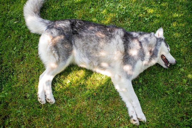 Un joli chien couché sur l'herbe