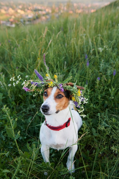 Joli chien Jack Russell Terrier dans une couronne de fleurs assis dans un pré un jour d'été