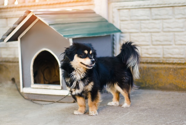 Joli chien noir heureux près de sa maison par une journée ensoleillée. cabine de chien; maison pour un animal