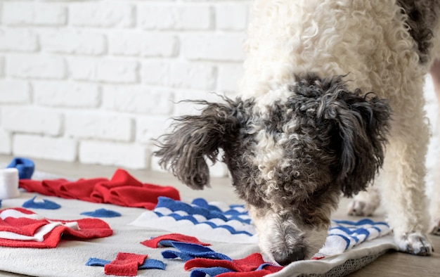 Joli chien de race mélangée jouant avec un tapis à priser lavable pour cacher des friandises séchées pour le travail du nez Jeux intellectuels avec animal de compagnie