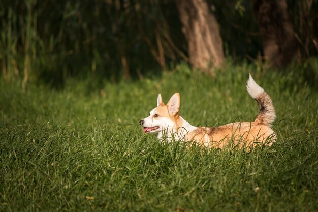 Joli chien Welsh Corgi en plein air. Portrait de chien Animal de compagnie en promenade. Belle race de chien corgi drôle