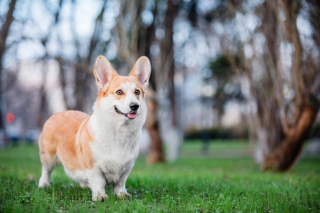 Joli chien Welsh Corgi en plein air. Portrait de chien Animal de compagnie en promenade. Belle race de chien corgi drôle