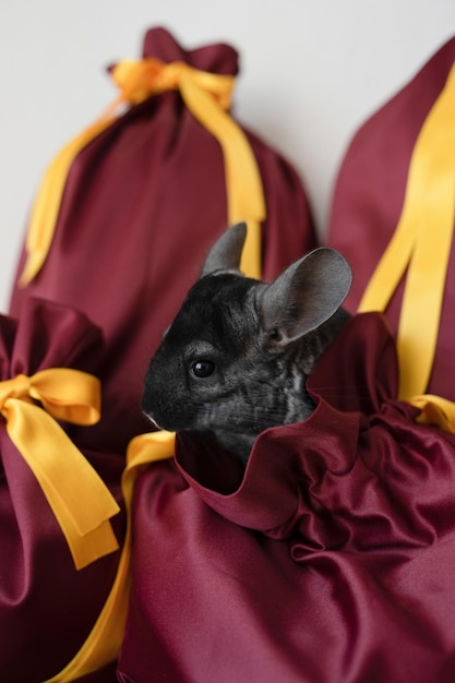 Joli chinchilla noir assis dans un sac en tissu cadeau