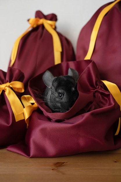 Joli chinchilla noir assis dans un sac en tissu cadeau