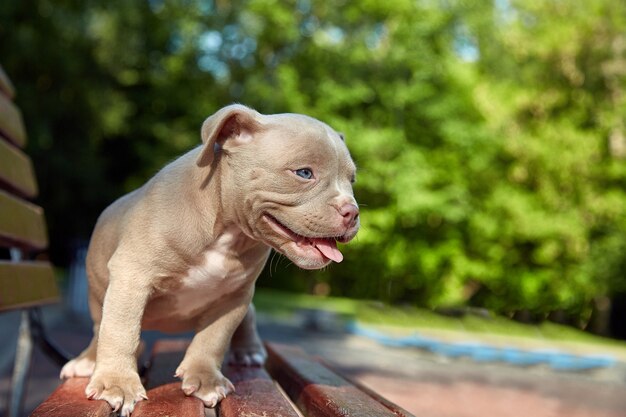 Le joli chiot américain Bulli est assis sur un banc en bois et fleurit de beaux arbres multicolores au printemps dans le parc.