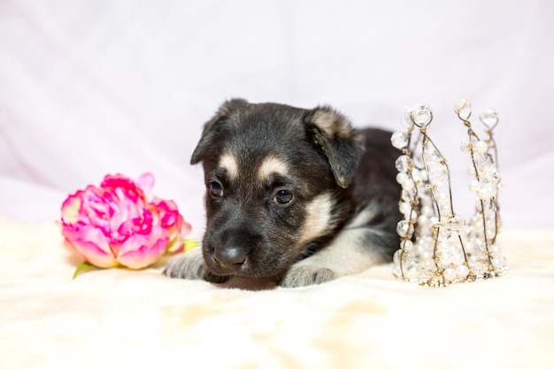 Un joli chiot berger se trouve sur un fond clair