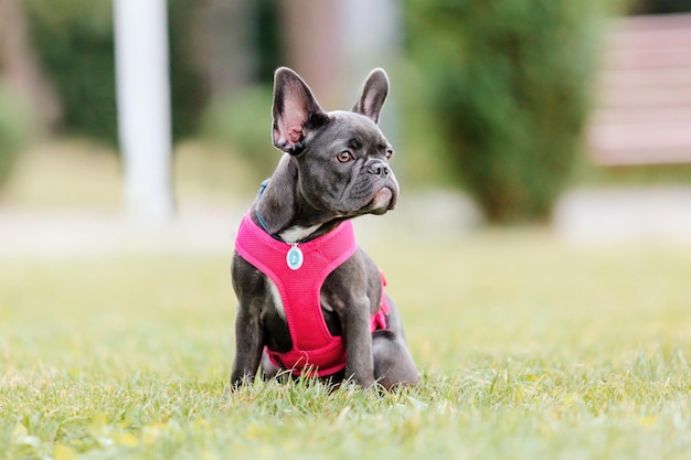 Joli chiot bouledogue français en collier rose au parc Joli chien