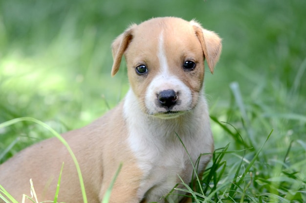 joli chiot de race mixte sur la pelouse par une journée d'été ensoleillée