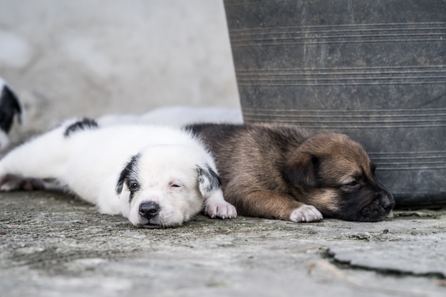 Joli chiot thaïlandais couché et jouant sur le sol