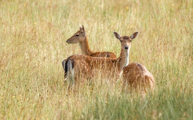 Joli cliché de cerfs en pleine nature