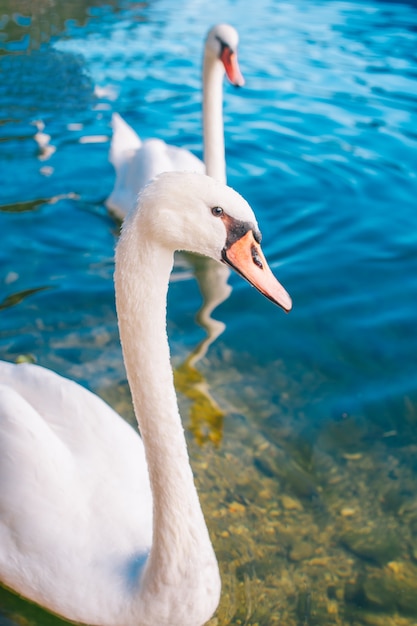 joli cygne dans l&#39;eau