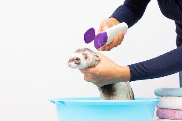 Joli furet souriant dans un bain d'eau chaude