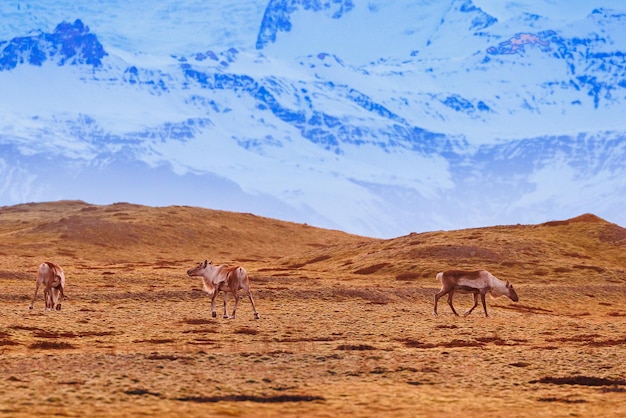 Joli groupe d'élans en liberté dans les champs, paysages islandais avec montagnes enneigées et collines au loin. Faune nordique étonnante en Islande autour de la région du parc naturel, faune scandinave.