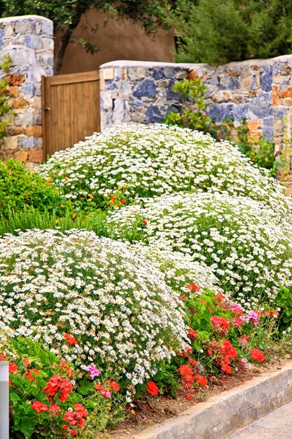 Joli jardin fleuri et pelouse verte