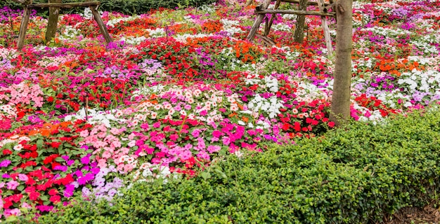 Joli jardin de fleurs bien entretenu