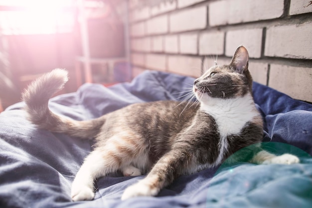 Joli jeune chat allongé détendu sur un tapis moelleux sur le balcon et remuant la queue