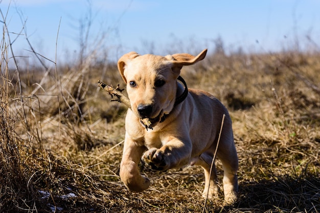 Joli jeune chien labrador retriever courant avec un bâton dans la prairie au début du printemps