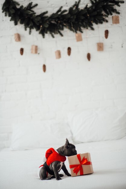 Photo joli jeune chiot de bulldog français aux yeux bleus avec xmas présent dans le décor de noël heureux élégant adorable chien de compagnie célébrant le nouvel an vacances d'hiver à la maison