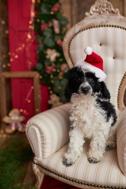 Joli jeune chiot de caniche en miniature qui passe son temps à la maison, vacances, décor de Noël, animal de compagnie heureux et élégant.