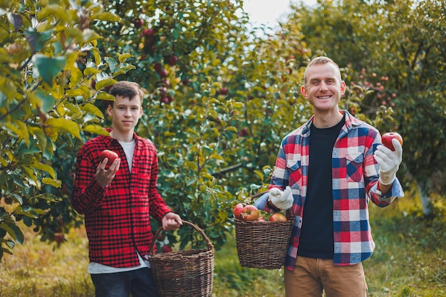 Un joli jeune fermier cueille des pommes dans le jardin et les met dans un panier en récoltant des pommes rouges de la récolte d'automne.