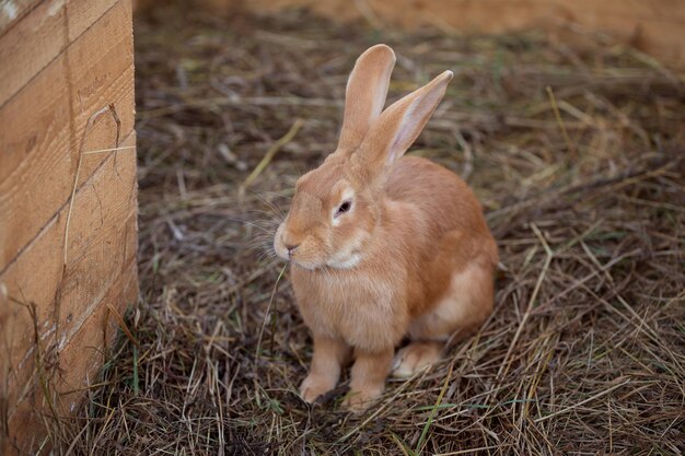 Joli lapin brun sur une paille d'herbe sèche