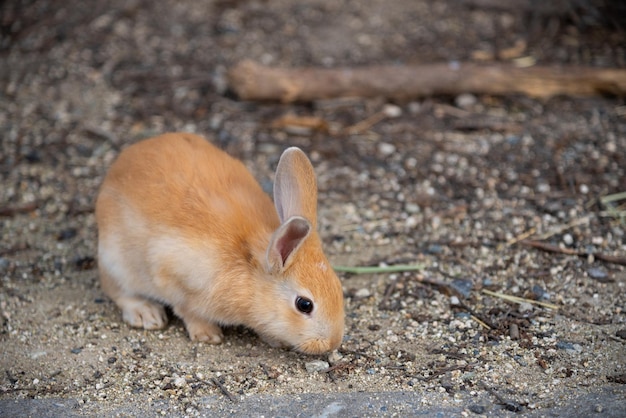 Joli lapin sauvage sur l'île d'Okunoshima par temps ensoleillé, connu sous le nom d'île aux lapins.