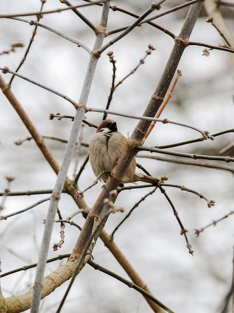 Joli oiseau brun perché parmi les branches d'un buisson. Gros plan d'un moineau.