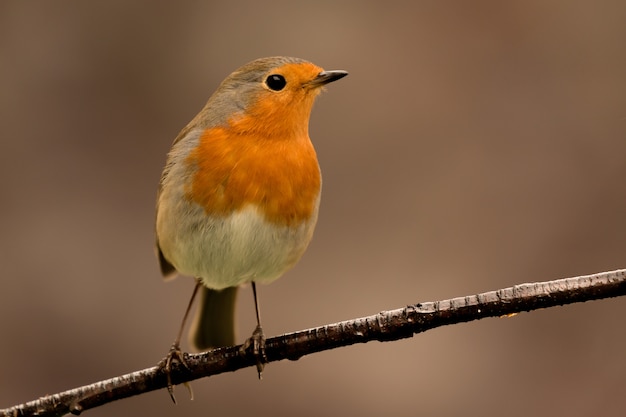 Joli oiseau avec un joli plumage rouge orange