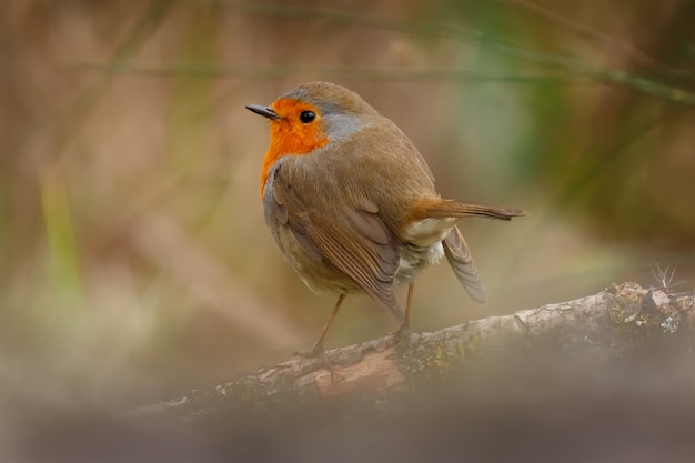 Joli oiseau avec un joli plumage rouge orange