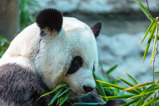 Joli panda géant