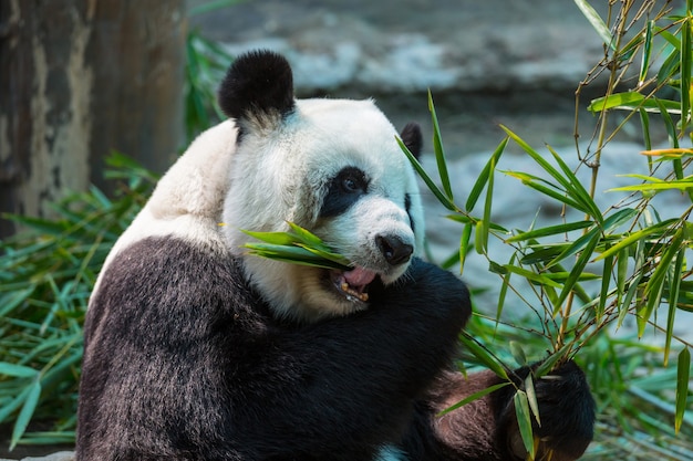 Joli panda géant