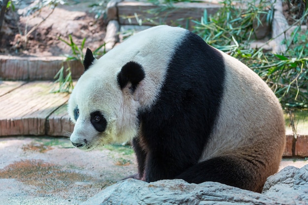 Joli panda géant