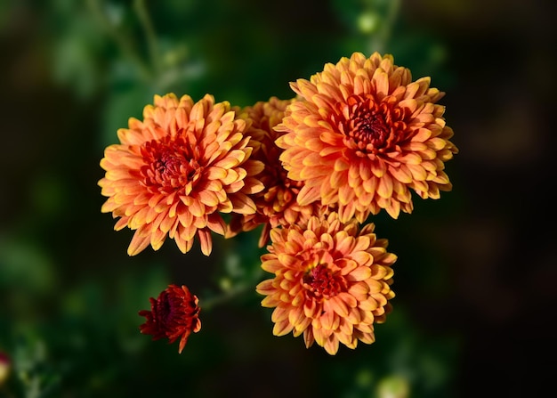 Joli papier peint fleur chrysanthème fleur gros plan macro avec fond flou et bokeh