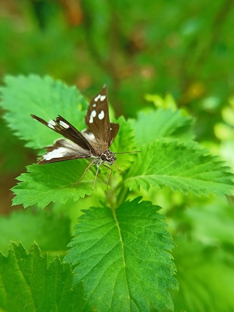 Le joli papillon brun sur quelques feuilles